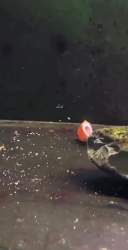 1182833 B