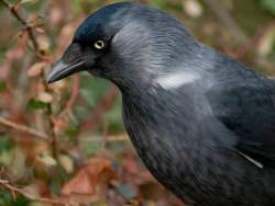 86528 B