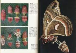68907 B