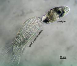 52656 B